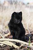 SCHIPPERKE 816